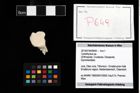 Foto (Objekt + Etikett) von Cyclothyreus sp.  (NHMW-GEO-2014-0194-0649)